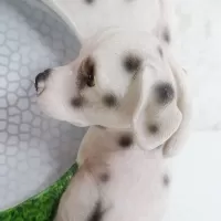 Dalmatian dogs and puppies polyresin figurine photo frame holds one 6x4 picture: Sitting Puppy - Click to enlarge