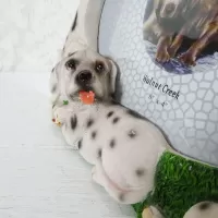 Dalmatian dogs and puppies polyresin figurine photo frame holds one 6x4 picture: Laying Puppy Face - Click to enlarge